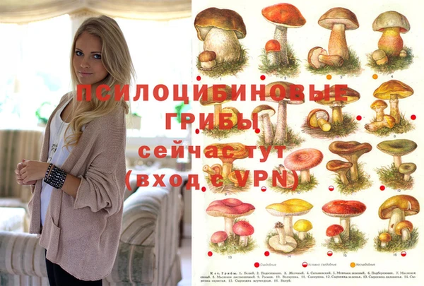 крисы Абаза